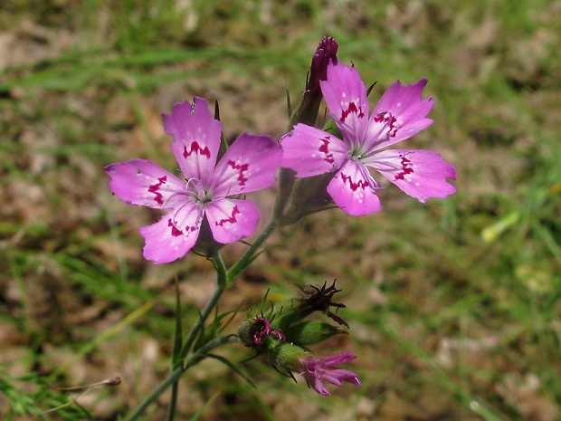 klinček slzičkový Dianthus deltoides L.