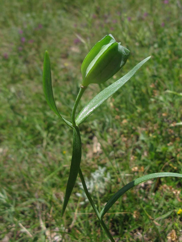 korunkovka Fritillaria stribrnyi L.