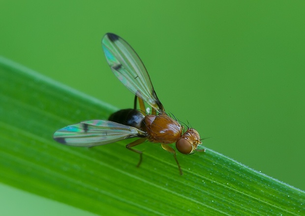 pestrička Geomyza venusta