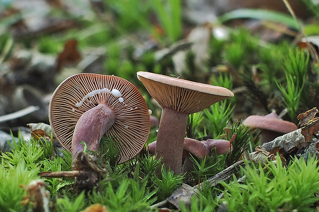 rýdzik gáfrový Lactarius camphoratus (Bull.) Fr.