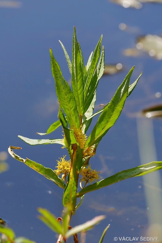 bazanovec kytkový Naumburgia thyrsiflora (L.) Rchb.