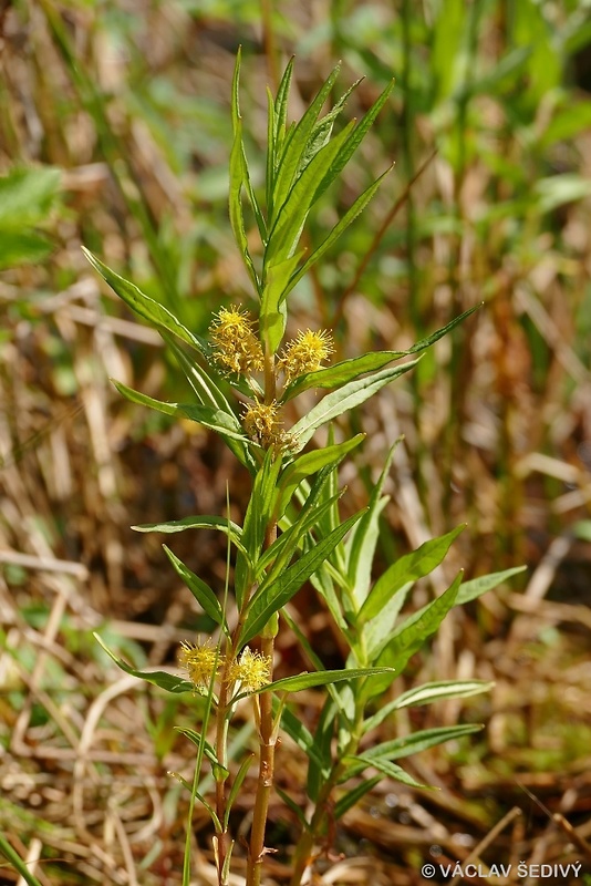 bazanovec kytkový Naumburgia thyrsiflora (L.) Rchb.