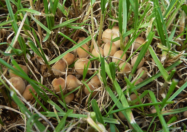 hnojník trsovitý Coprinellus hiascens (Fr.) Redhead, Vilgalys & Moncalvo