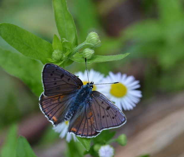 ohniváčik modrolesklý Lycaena alciphron