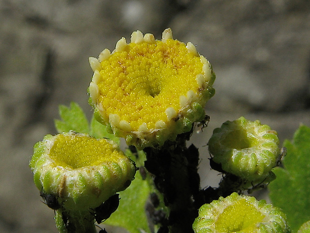 rimbaba obyčajná Pyrethrum parthenium (L.) Sm.