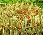 dutohlávka červenoplodá
