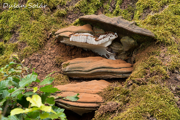 lesklokôrovka plochá Ganoderma applanatum (Pers.) Pat.