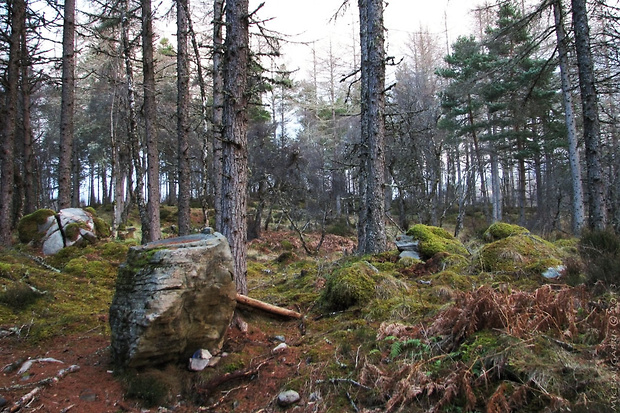škótsky les II. (Northwest Highlands)