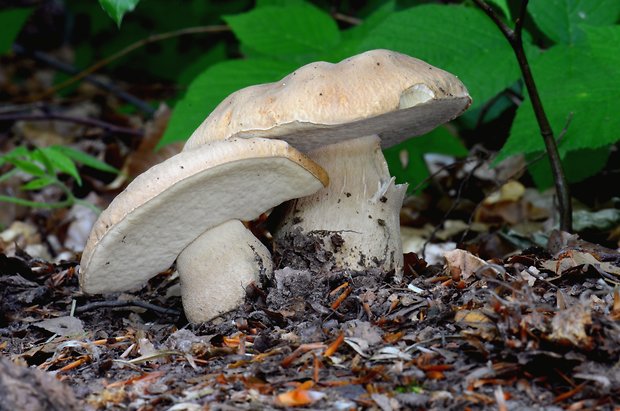 hríb dubový Boletus reticulatus Schaeff.