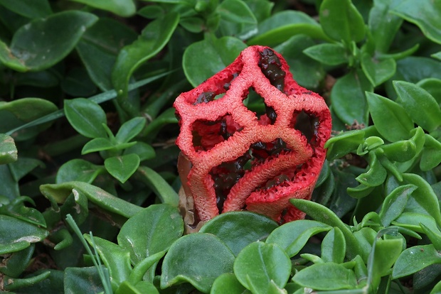 mrežovka červená Clathrus ruber P. Micheli ex Pers.