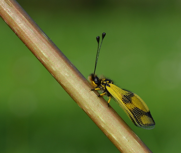 askalafus škvrnitokrídly Libelloides macaronius