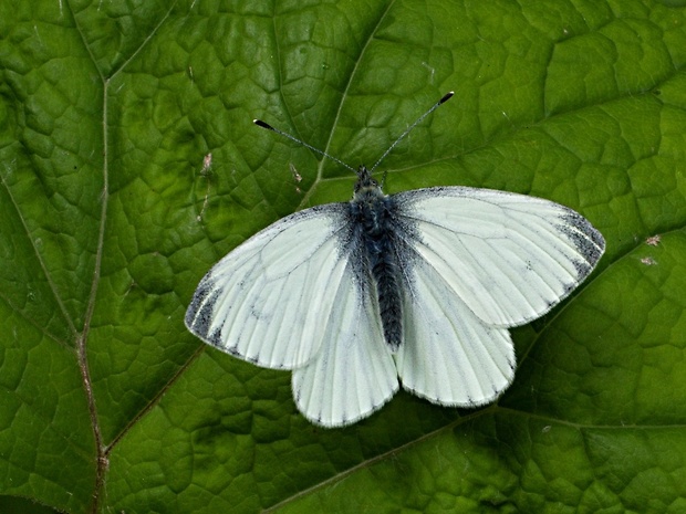 mlynárik repkový Pieris napi