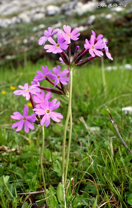 prvosienka dlhokvetá Primula halleri J. F. Gmel.