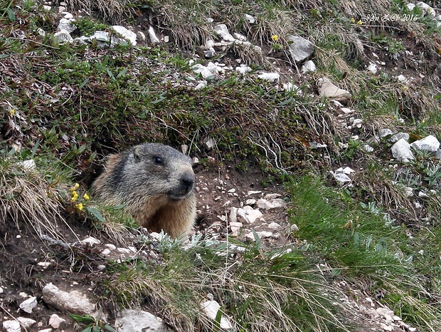 svišť vrchovský alpský Marmota marmota marmota  Linnaeus, 1758