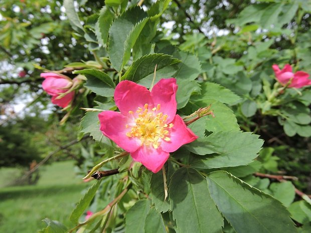ruža ovisnutá × hrdzavá Rosa pendulina × rubiginosa