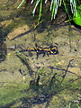salamandra škvrnitá 