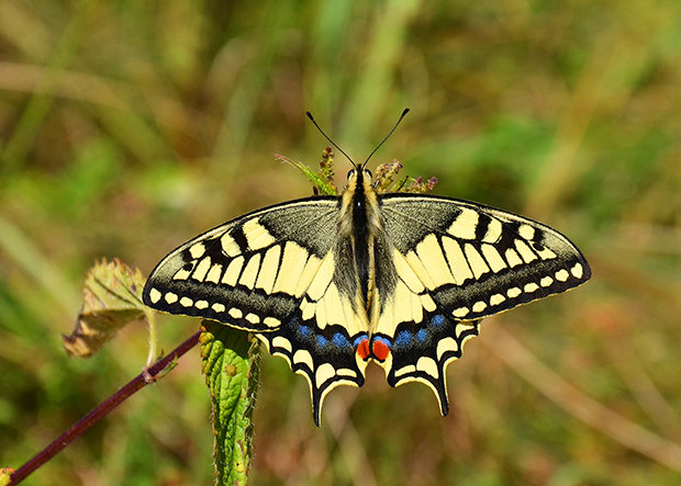 vidlochvost feniklový Papilio machaon  Linnaeus, 1758
