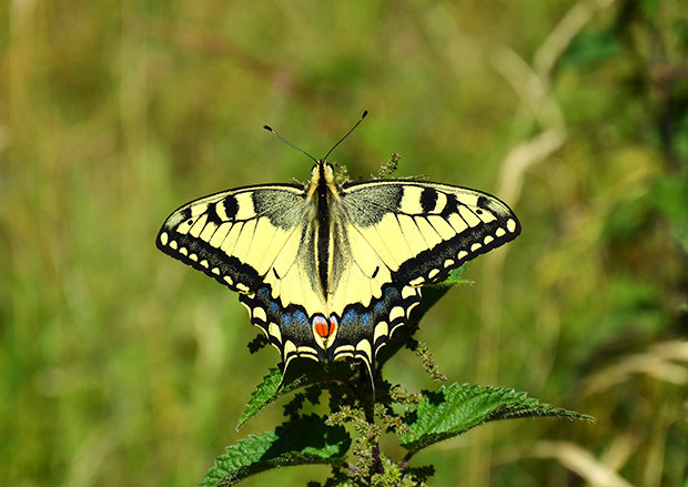 vidlochvost feniklový Papilio machaon Linnaeus, 1758