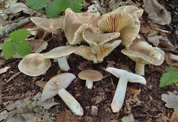 rýdzik vráskavý Lactarius pterosporus Romagn.