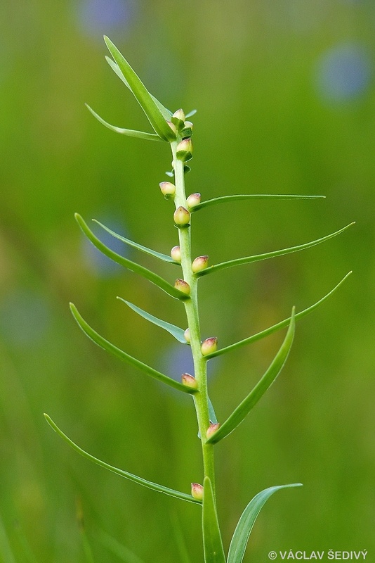 ľalia cibuľkonosná Lilium bulbiferum L.