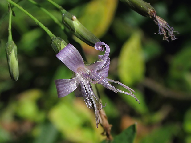 srnovník purpurový Prenanthes purpurea L.