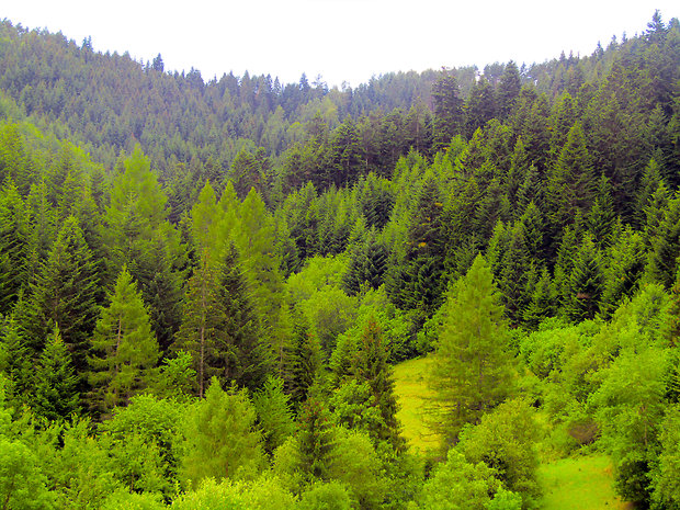 Lesy