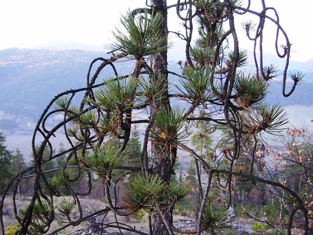 borovica čierna Pinus nigra Arn.
