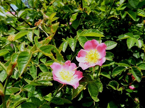 ruža hrdzavá Rosa rubiginosa  L.