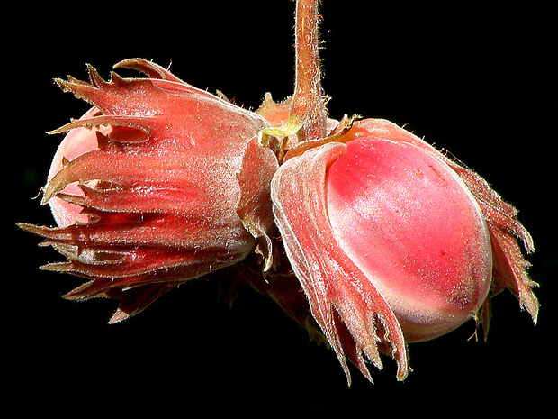 lieska obyčajná Corylus avellana  L.