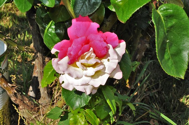 ruža Rosa canina L.