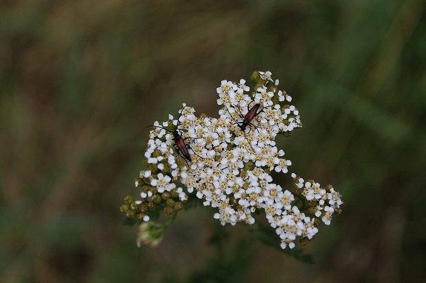 fúzač kvetový Stenurella melanura