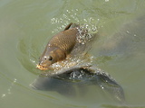 kapor rybničný