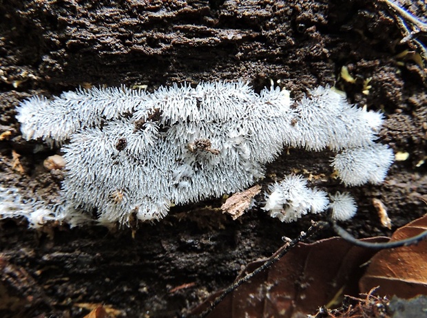 rohačka kríčkovitá Ceratiomyxa fruticulosa var. fruticulosa (O.F. Müll.) T. Macbr