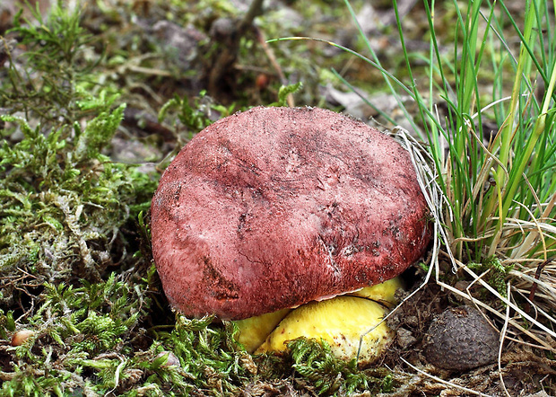 hríb kráľovský Butyriboletus regius (Krombh.) D. Arora & J.L. Frank