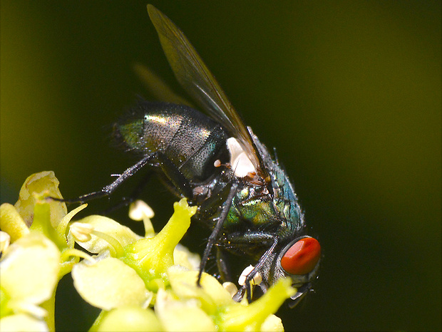 bzučivka zelená Lucilia sericata  (Calliphoridae)