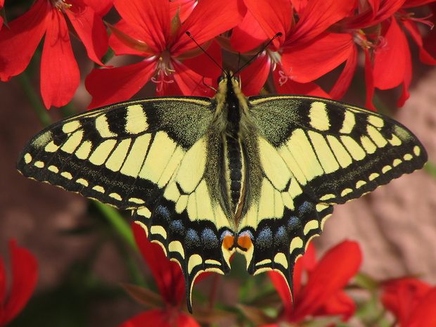cz: otakárek fenyklový Papilio machaon