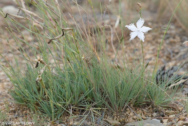 klinček piesočný český Dianthus arenarius subsp. bohemicus (Novák) O. Schwarz