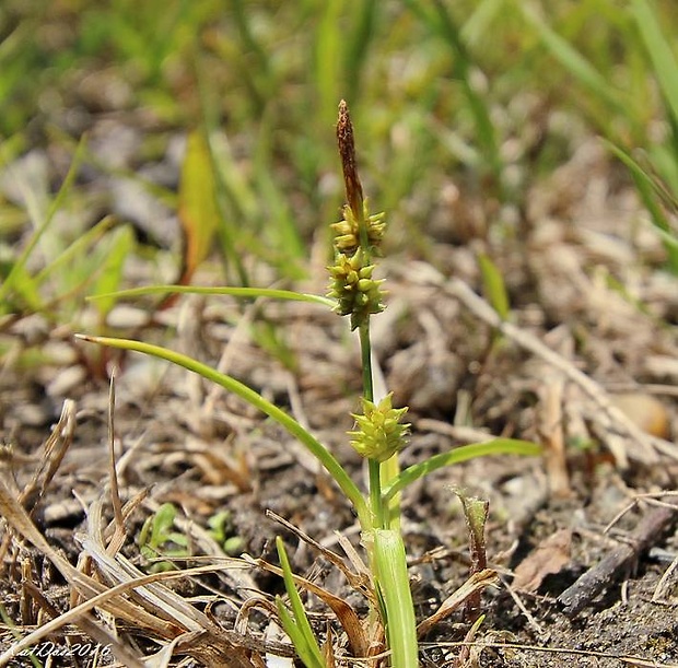 ostrica šupinatoplodá  Carex lepidocarpa Tausch