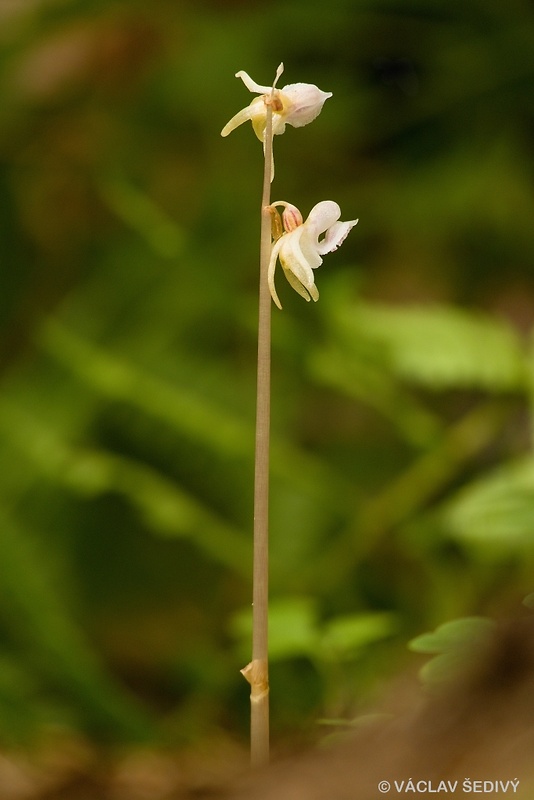 sklenobyľ bezlistá Epipogium aphyllum (F.W. Schmidt) Swartz