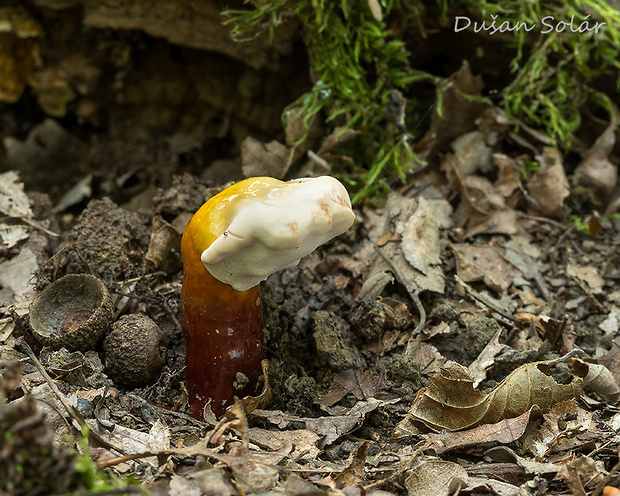 lesklokôrovka obyčajná Ganoderma lucidum (Curtis) P. Karst.