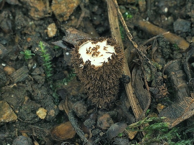čiaškovec pásikavý Cyathus striatus (Huds.) Willd.
