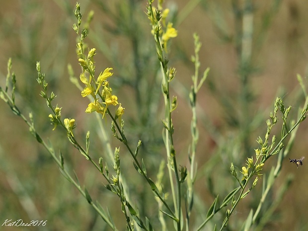 pyštek kručinkolistý Linaria genistifolia (L.) Mill.