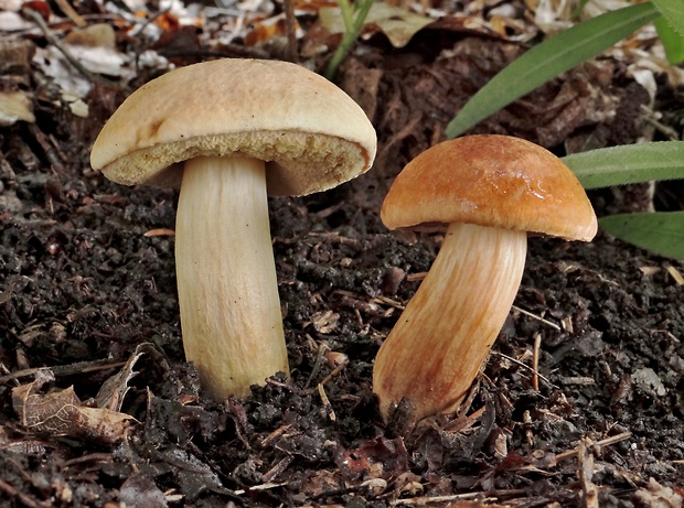 suchohríb moravský Aureoboletus moravicus (Vaček) Klofac