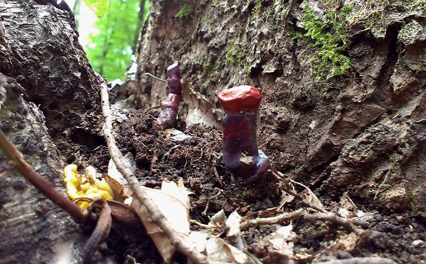 lesklokôrovka obyčajná Ganoderma lucidum (Curtis) P. Karst.