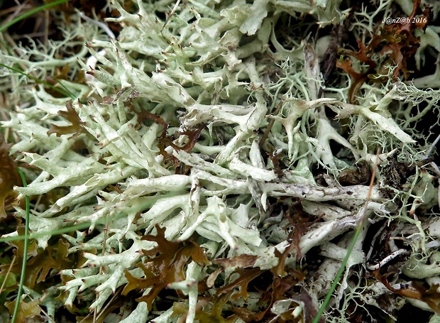 dutohlávka Cladonia uncialis subsp. biuncialis  (L.) Weber ex F.H. Wigg.
