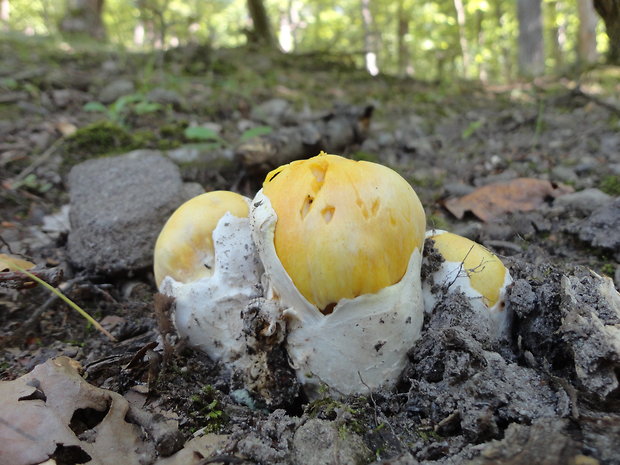 muchotrávka cisárska Amanita caesarea (Scop.) Pers.