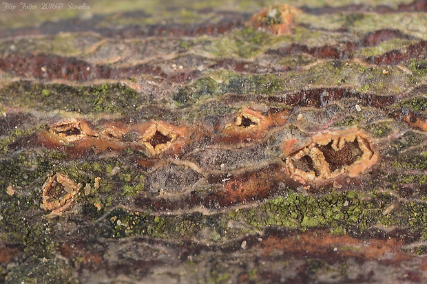 očko vŕbové Pezicula ocellata (Pers.) Seaver