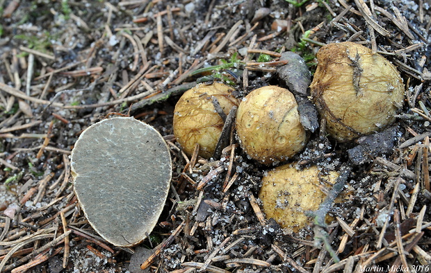koreňovec žltkastý Rhizopogon luteolus Fr. & Nordholm