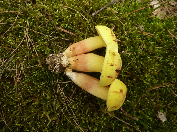 suchohríb plstnatý žltý Boletus subtomentosus var.luteolus Šutara