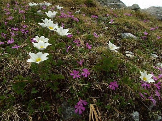 prvosienka najmenšia Primula minima - biotop L.